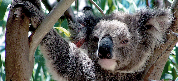 koala relaxing in gum tree