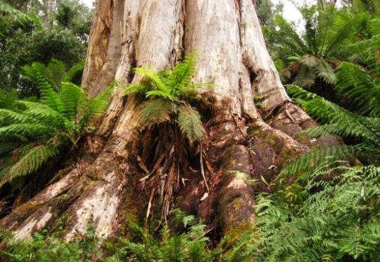 The Darego Tree, a gaint eucalypt in Goongerah, East Gippsland, a heavily logged area